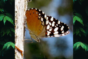 Hamadryas fornax fornax