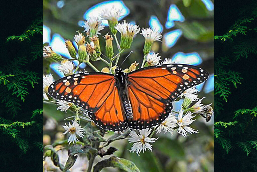 Danaus erippus