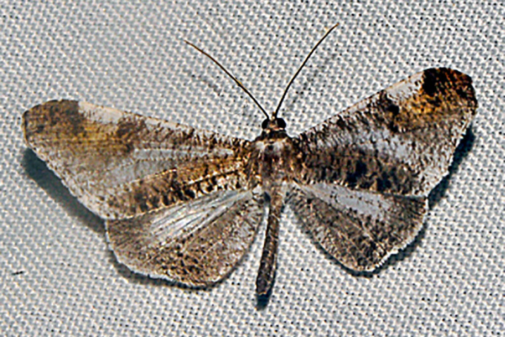 Macrosoma conifera 1