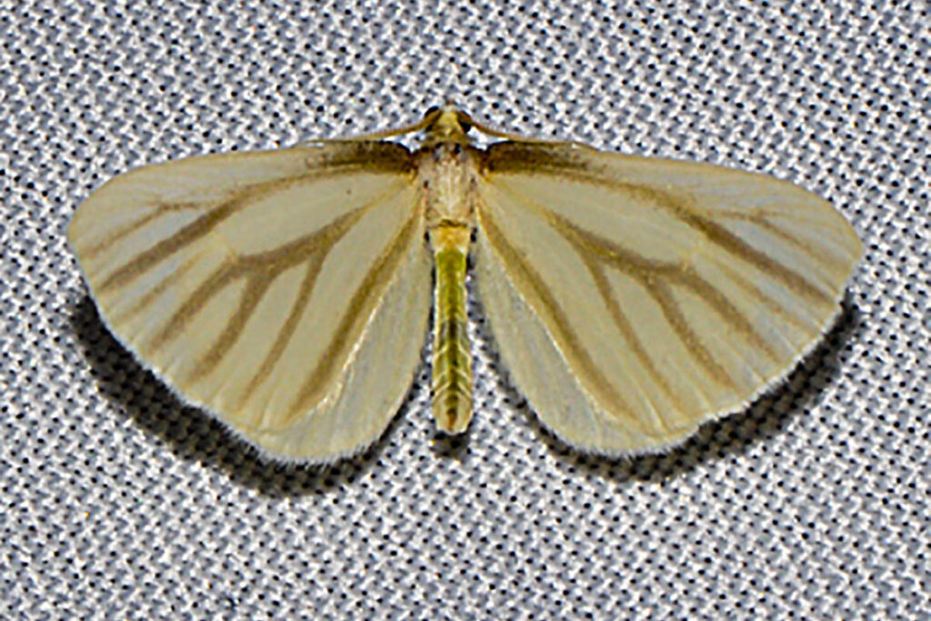 Macrosoma napiaria 1