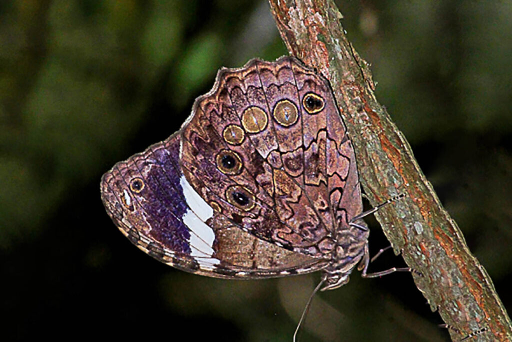Manataria hercyna hercyna
