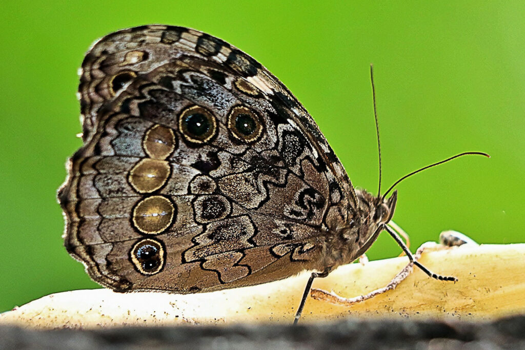 Manataria hercyna hercyna