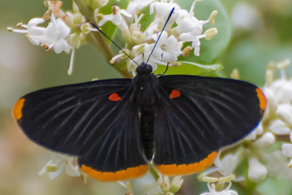 Melanis smithiae smithiae