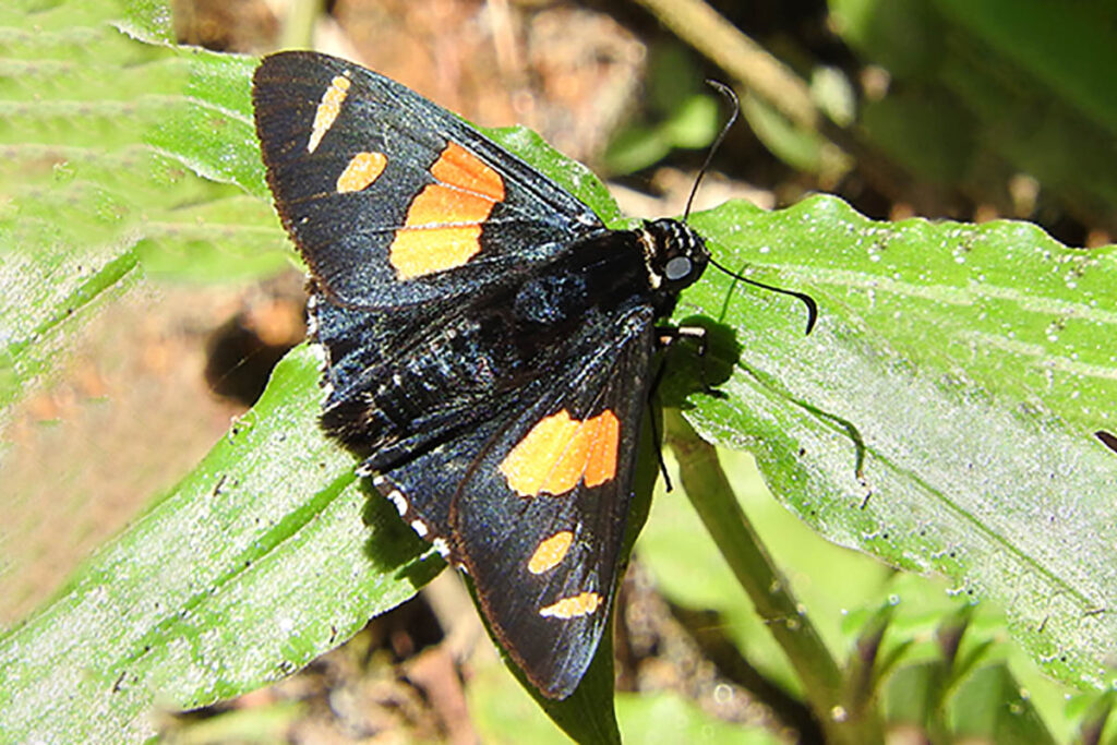 Microceris iphinous iphinous