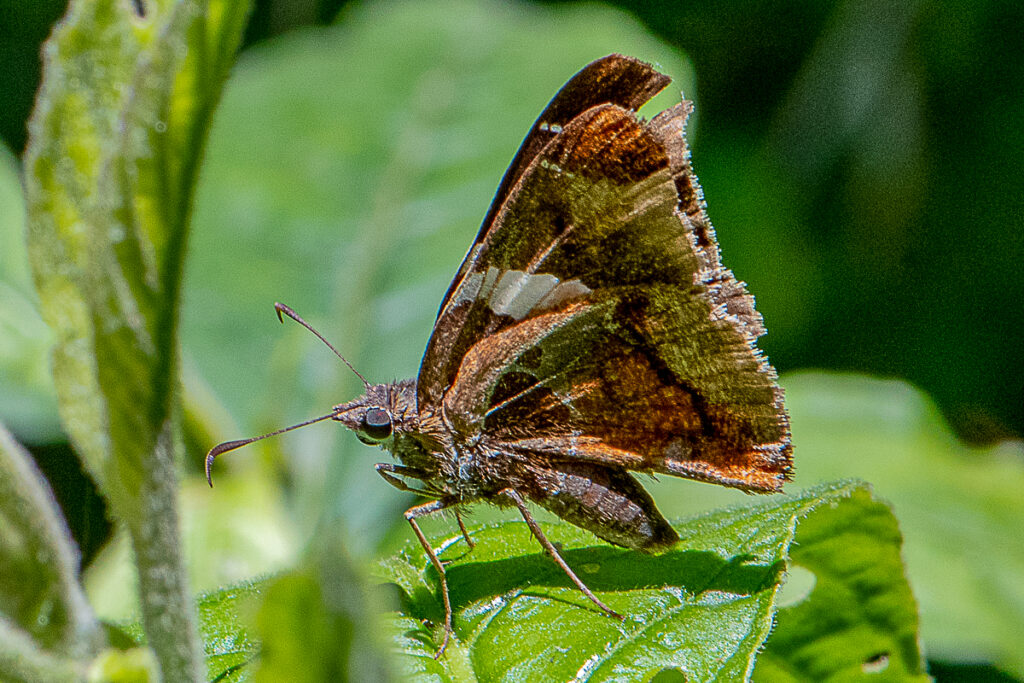 Oechydrus chersis rufus