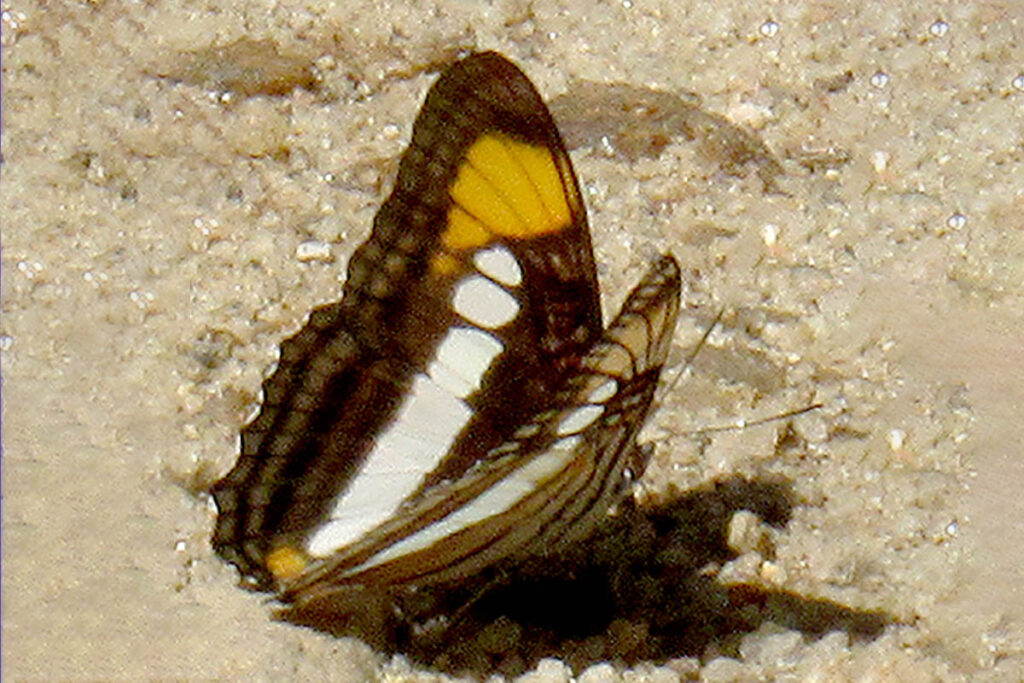 Adelpha serpa serpa 4