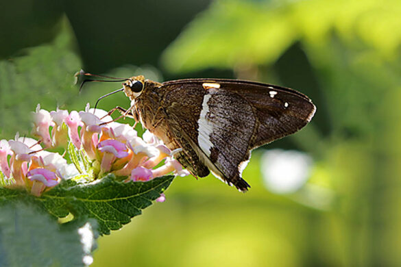 Aguna asander asander