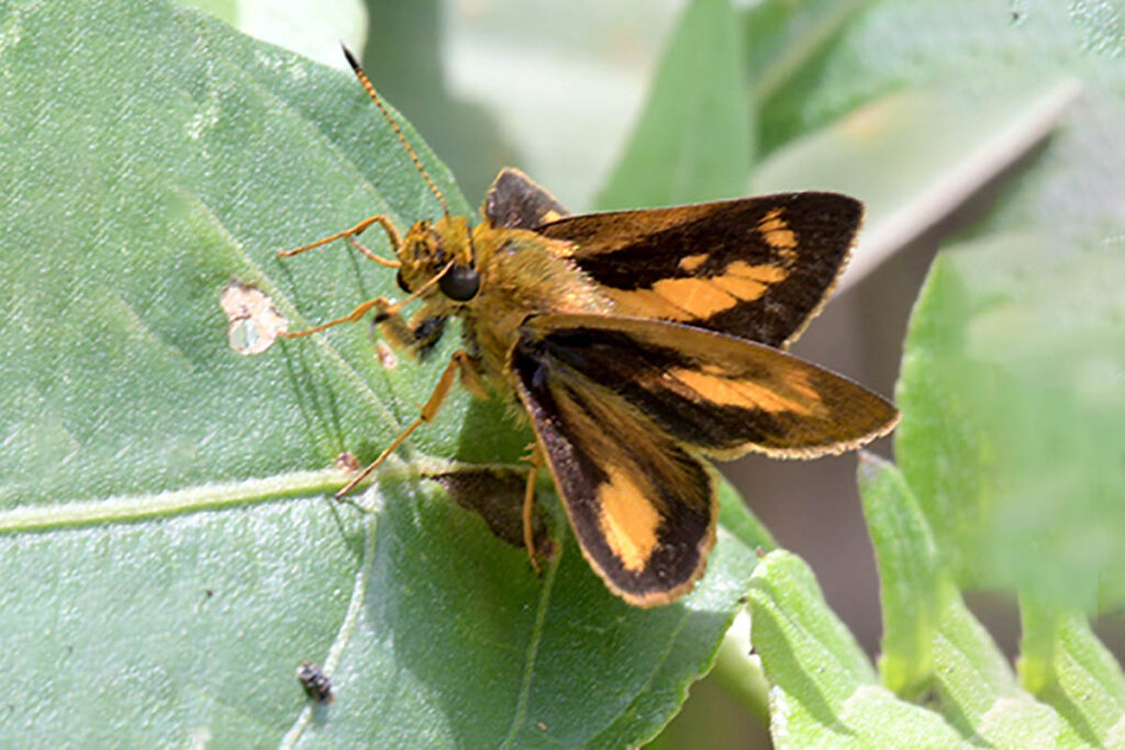 Anthoptus epictetus 8
