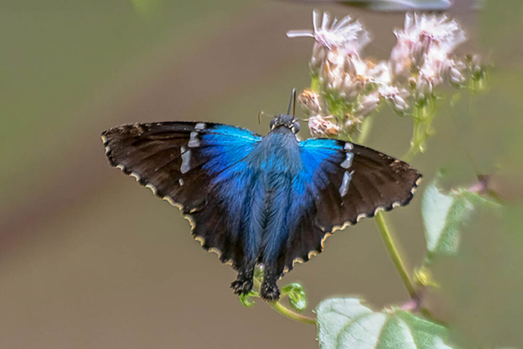 Astraptes erycina