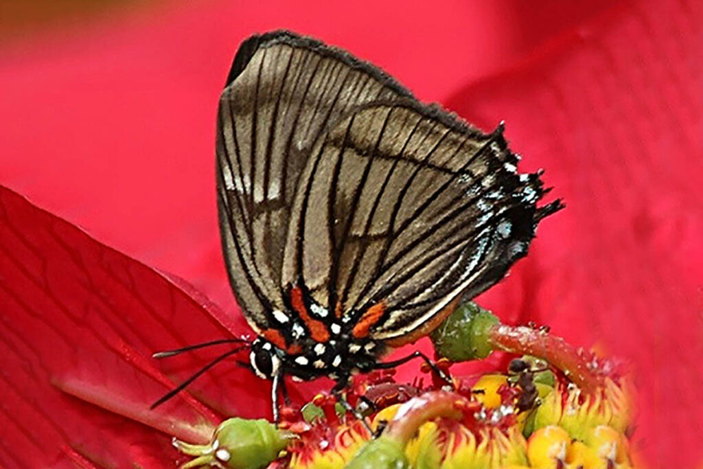 Atlides misma 1