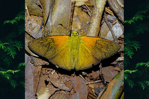 Augiades epimethea epimethea