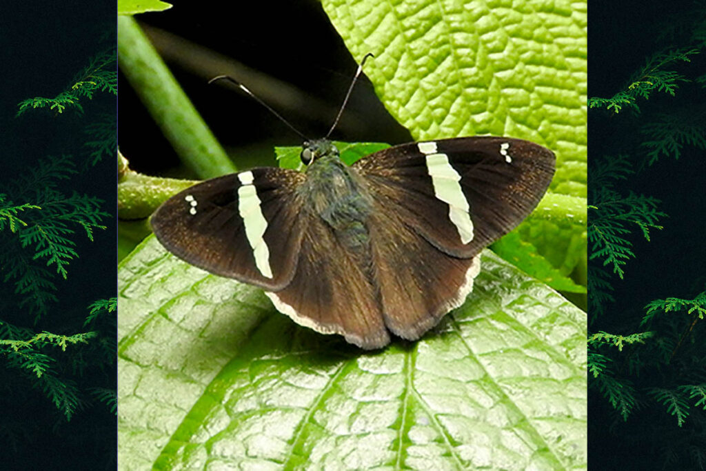 Autochton reflexus