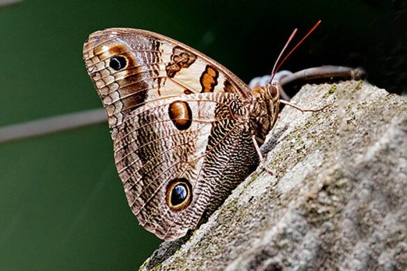 Blepolenis batea batea 2