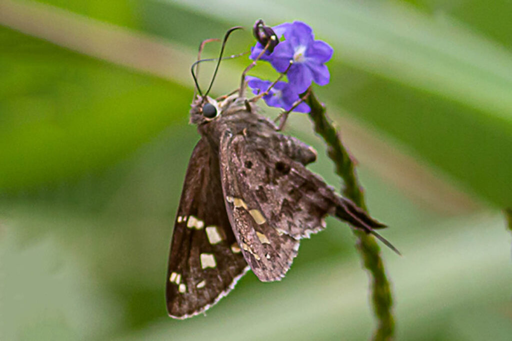 Cecropterus dorantes dorantes
