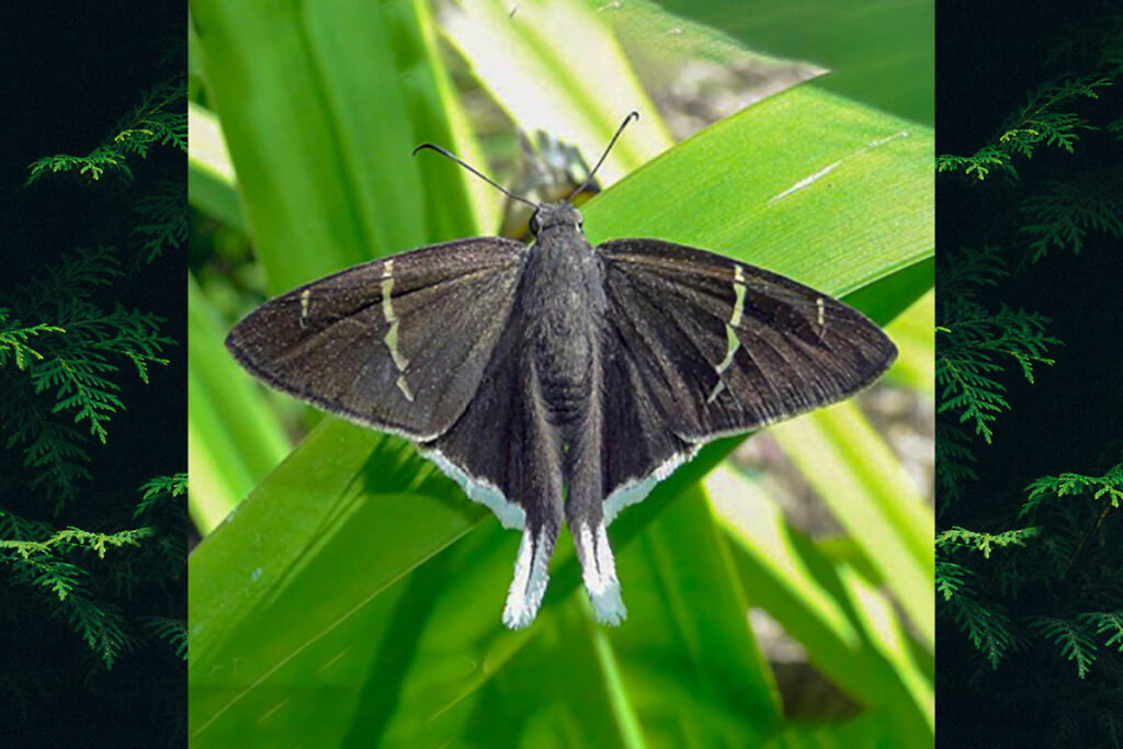 Cecropterus rica