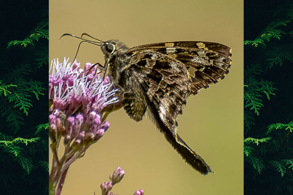 Codatractus aminias