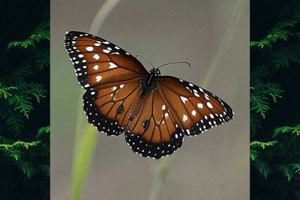Danaus gilippus gilippus