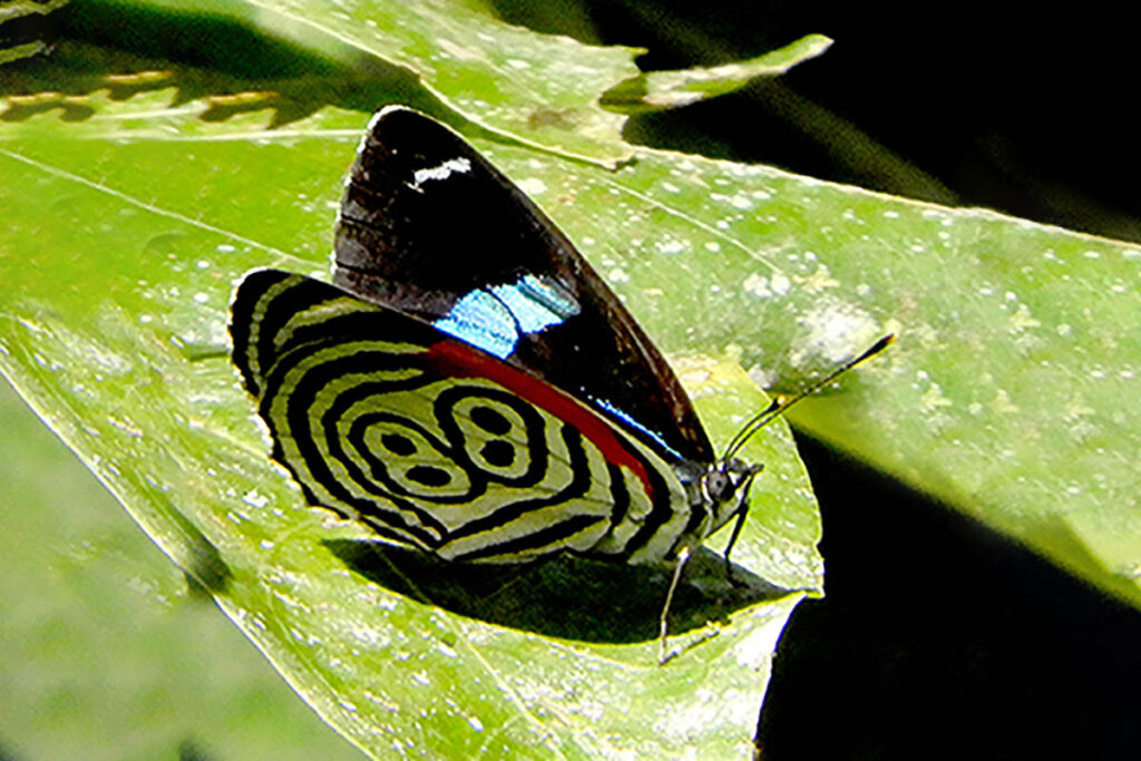 Diaethria clymena janeira
