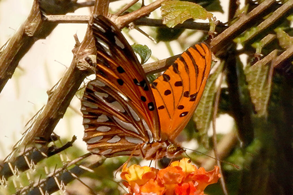 Dione maculosa