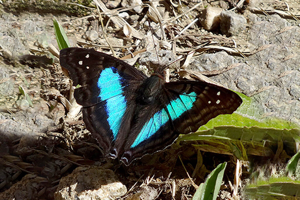 Doxocopa laurentia laurentia 1