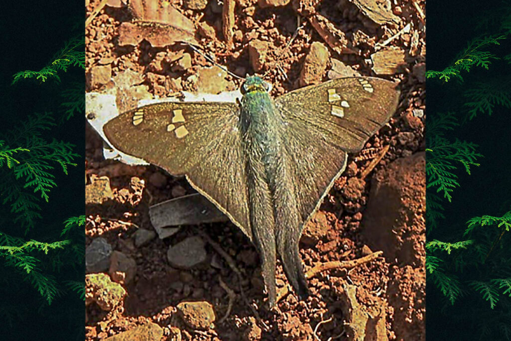 Ectomis caunus