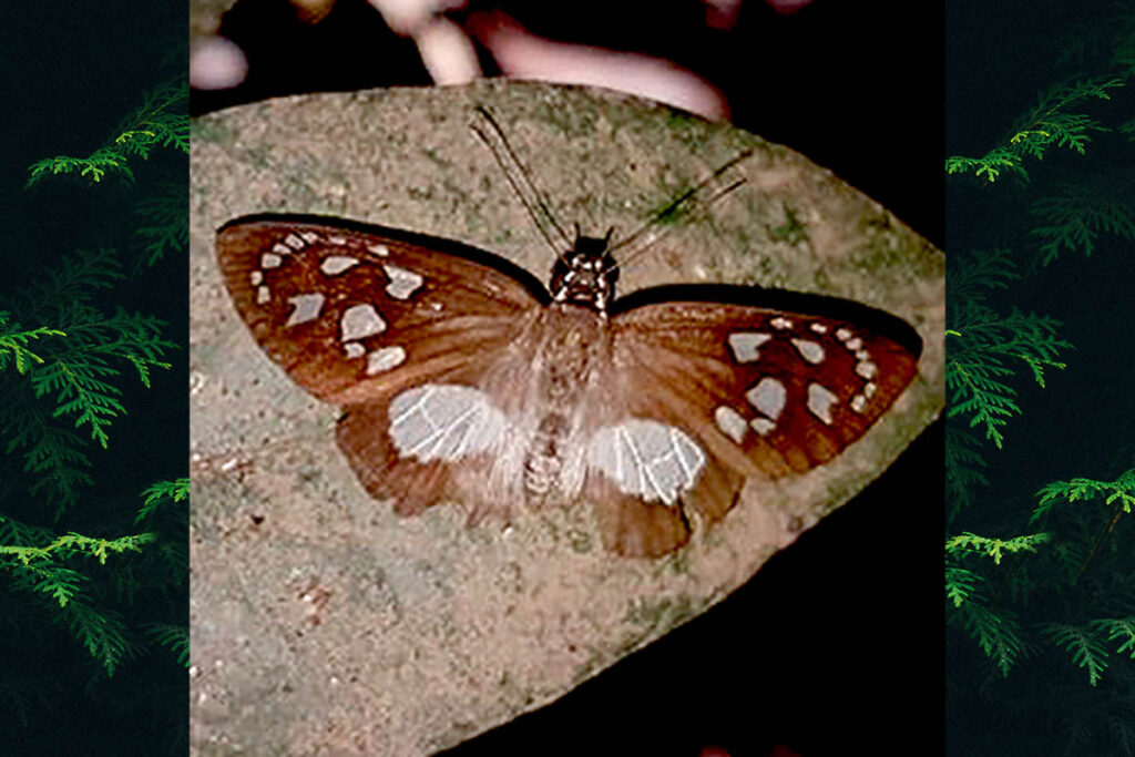 Hyalothyrus leucomelas