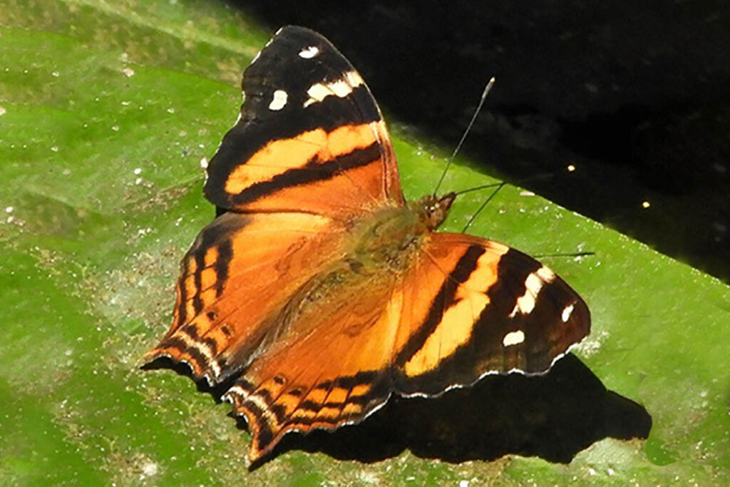 Hypanartia bella 1
