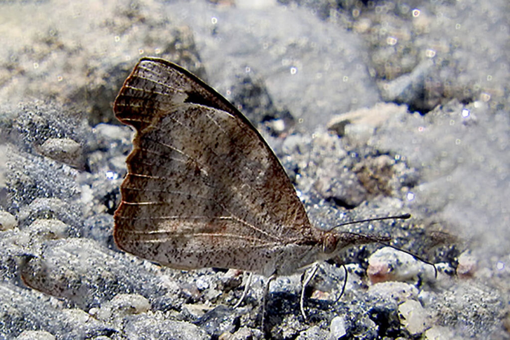 Libytheana carinenta carinenta 2