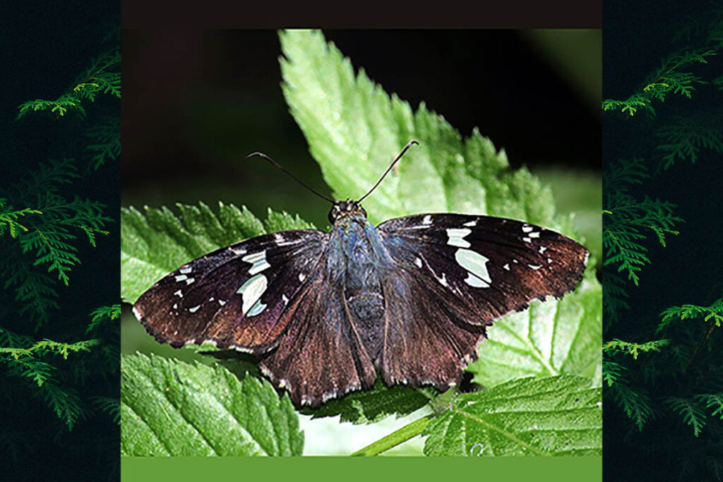 Marela tamyroides