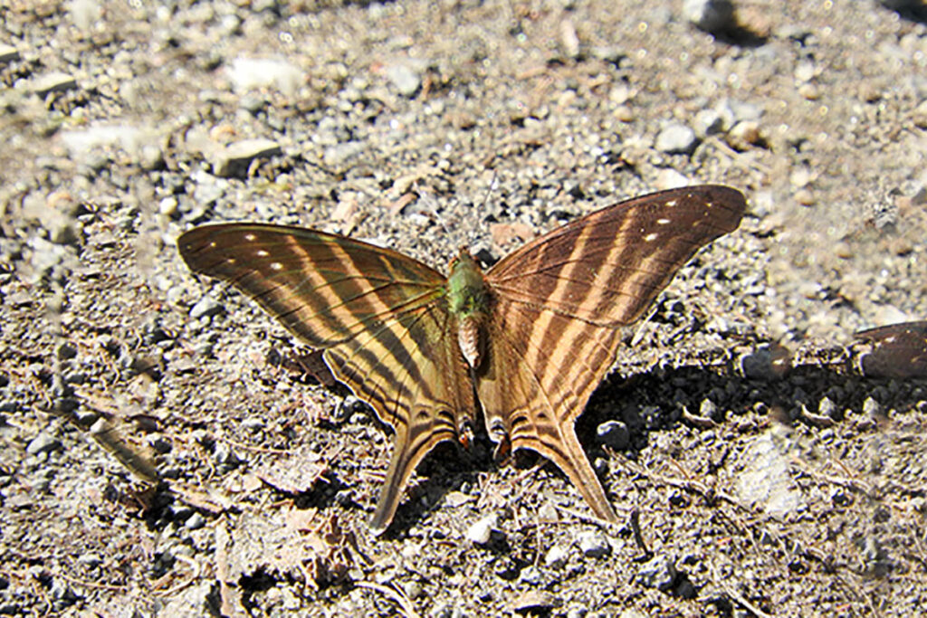 Marpesia chiron marius