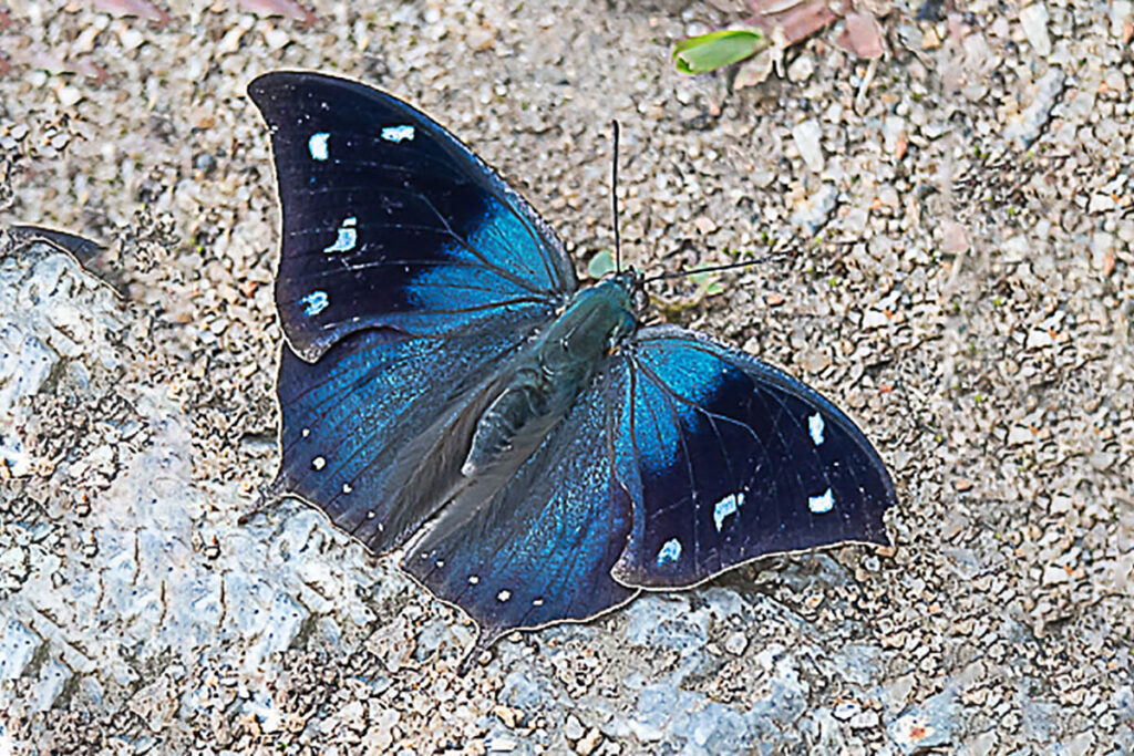 Memphis appias