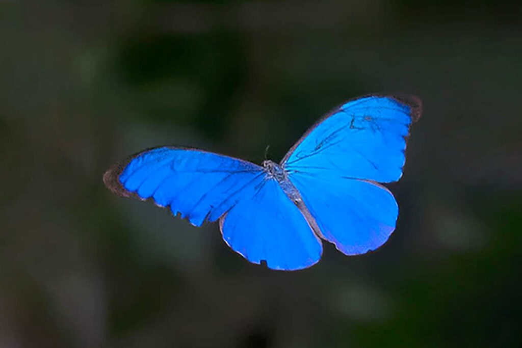 Morpho anaxibia 1