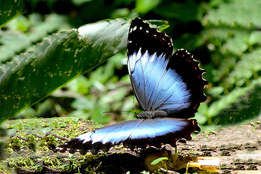 Morpho helenor achillaena