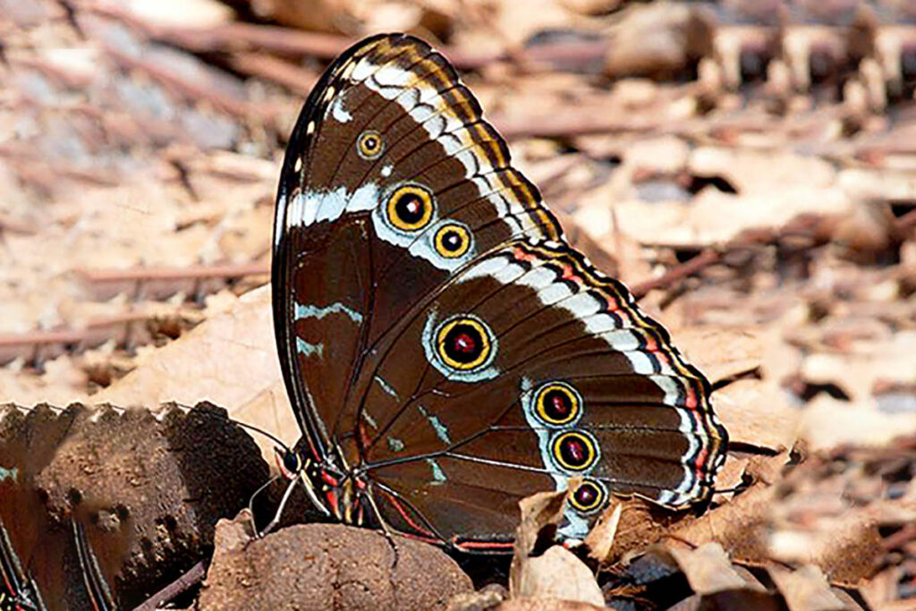 Morpho helenor achillides 3