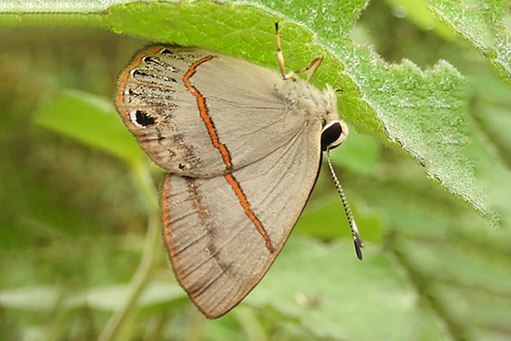 Myselasia hygenius occulta 2