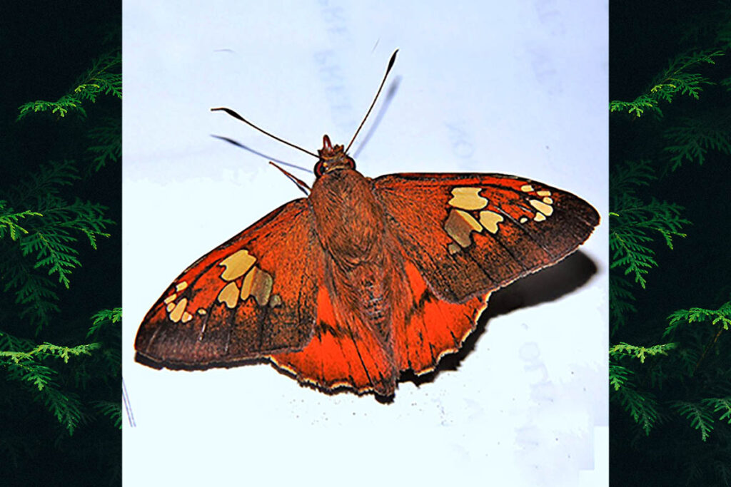 Nascus phocus