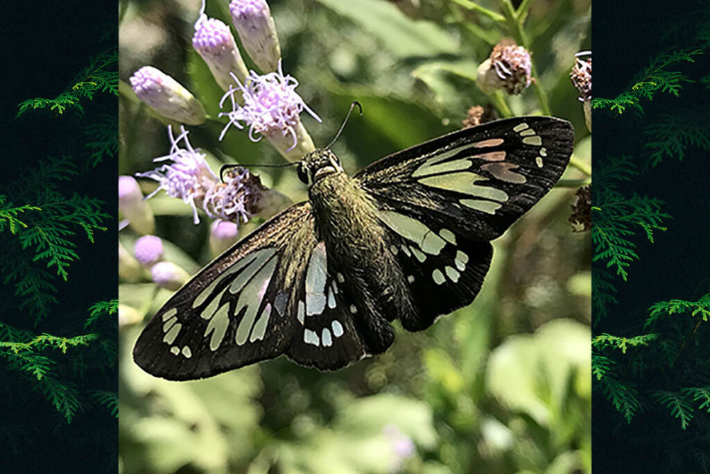 Phanus australis