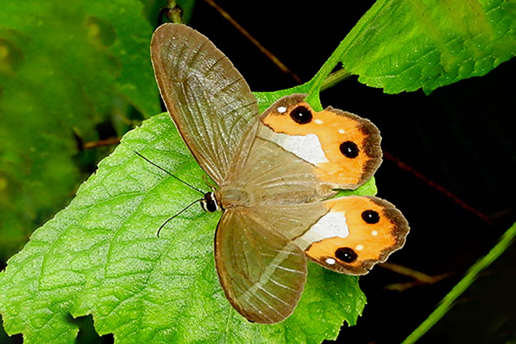 Pierella nereis 1