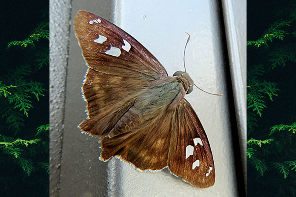 Polygonus savigny