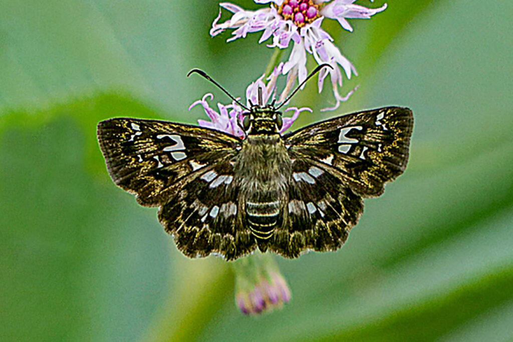 Udranomia orcinus 2