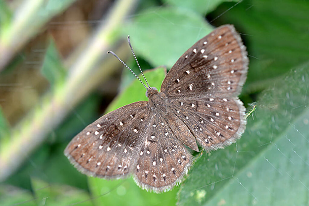 Zabuella castanea 1