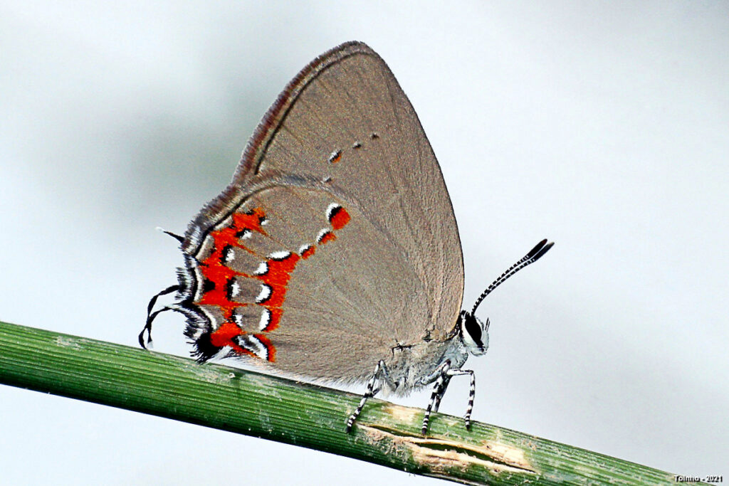 Arawacus tarania