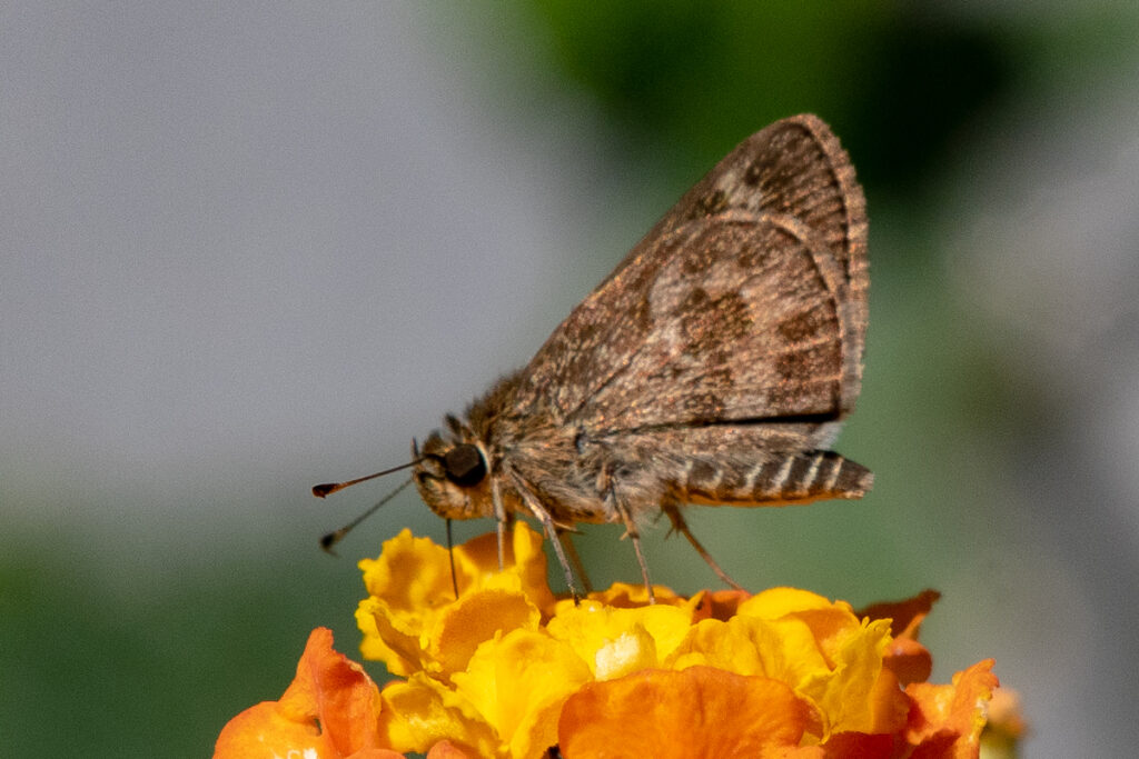 Callimormus corades