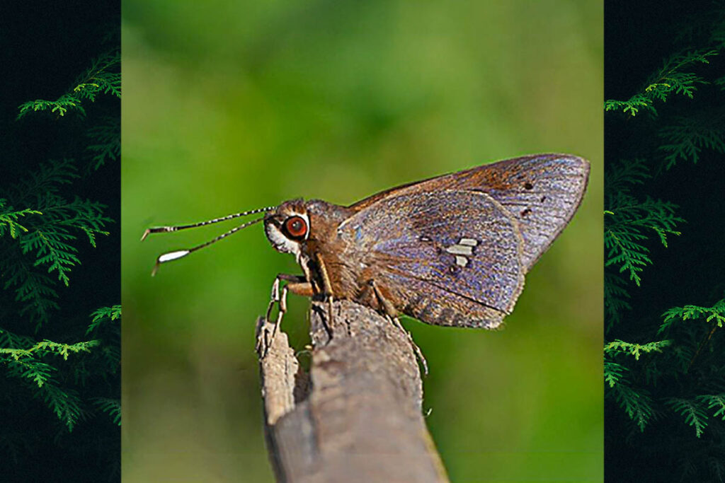 Carystoides lebbaeus lebbaeus