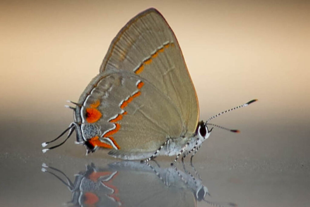 Electrostrymon endymion