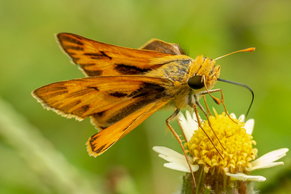 Hylephila phyleus phyleus