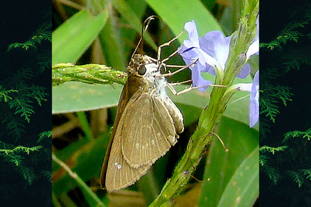 Lerodea eufala eufala
