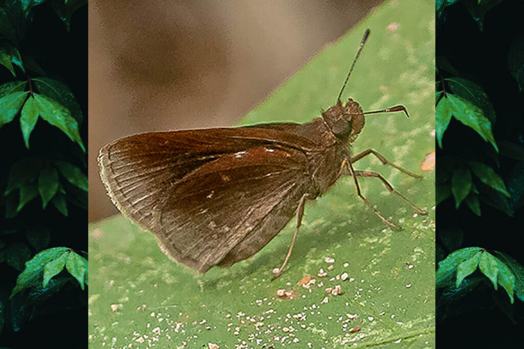Lurida lurida