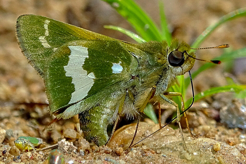 Metron oropa