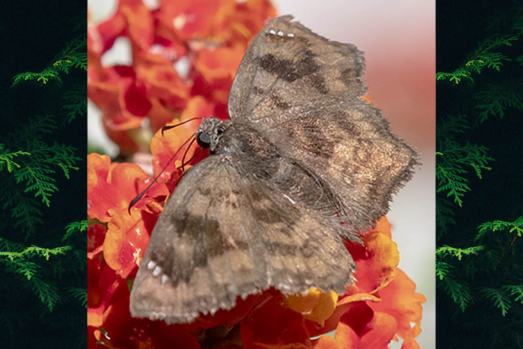 Nisoniades castolus